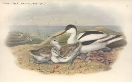 Recurvirostra avosetta - шилоклювка